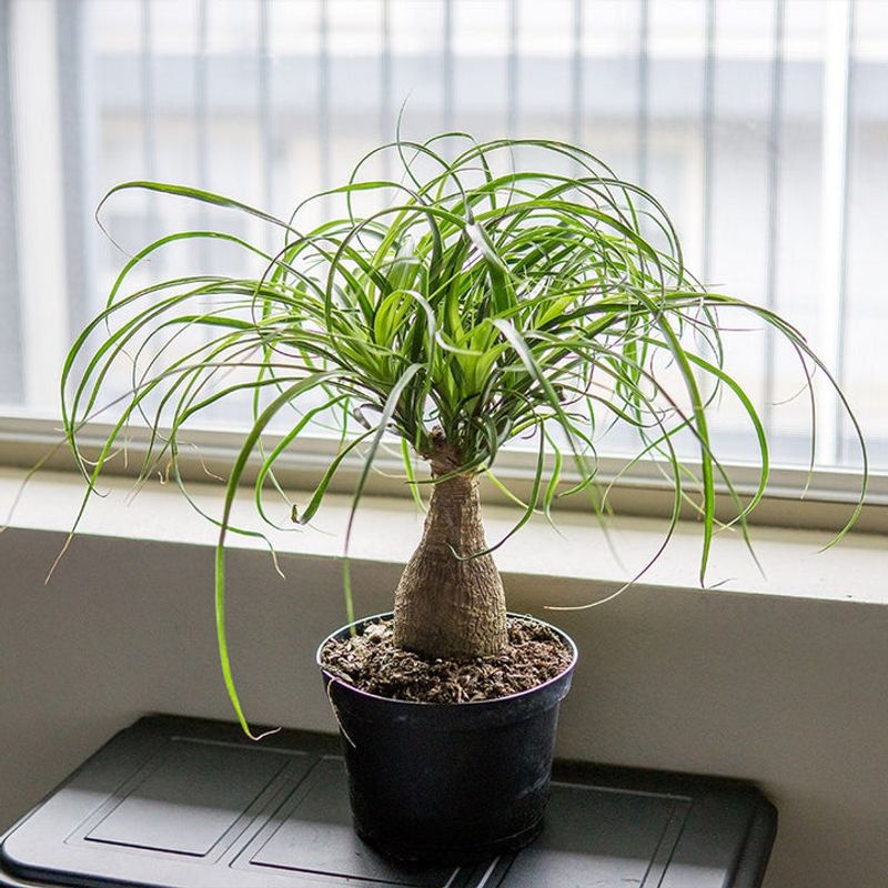Ponytail Palm