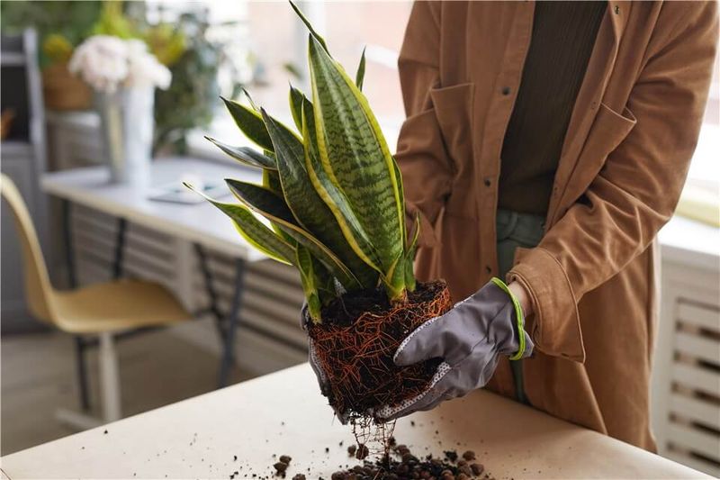 Spring Is The Right Time To Repot And Fertilize In North Carolina