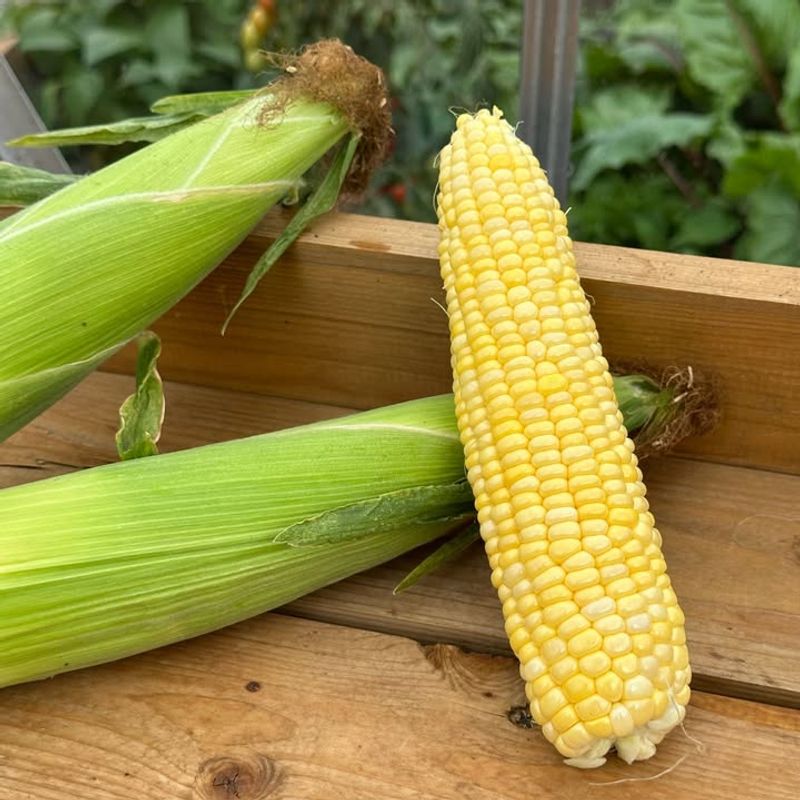 Sweet Corn That Brings Summer Garden Energy