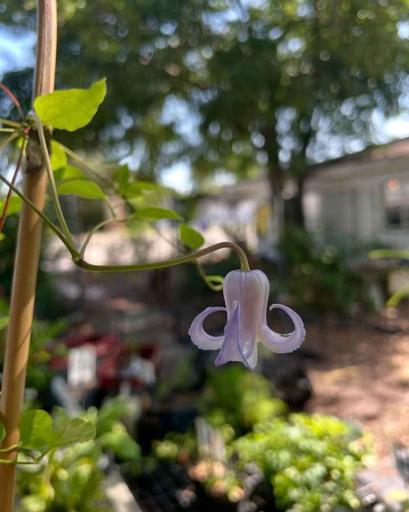 Texas Virgin's Bower 