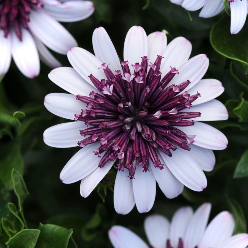 Osteospermum