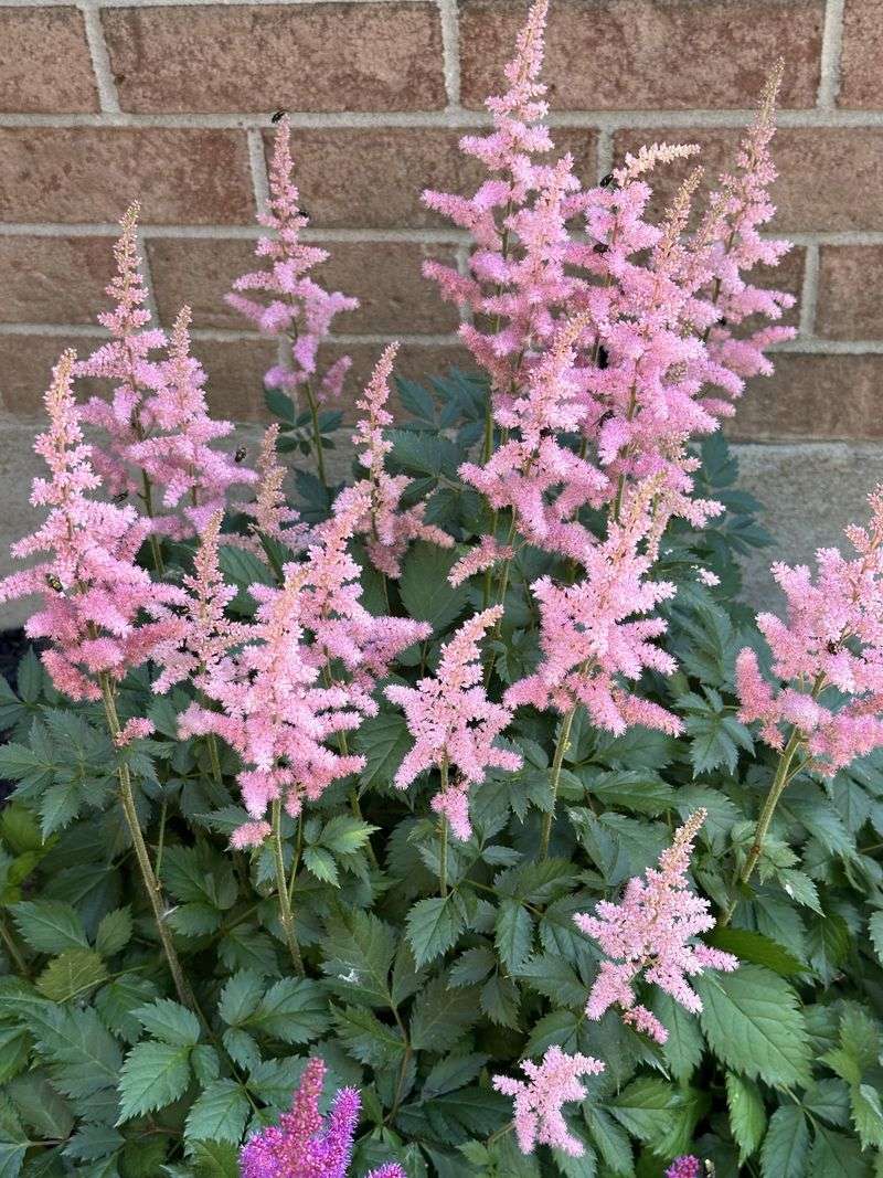 Astilbe