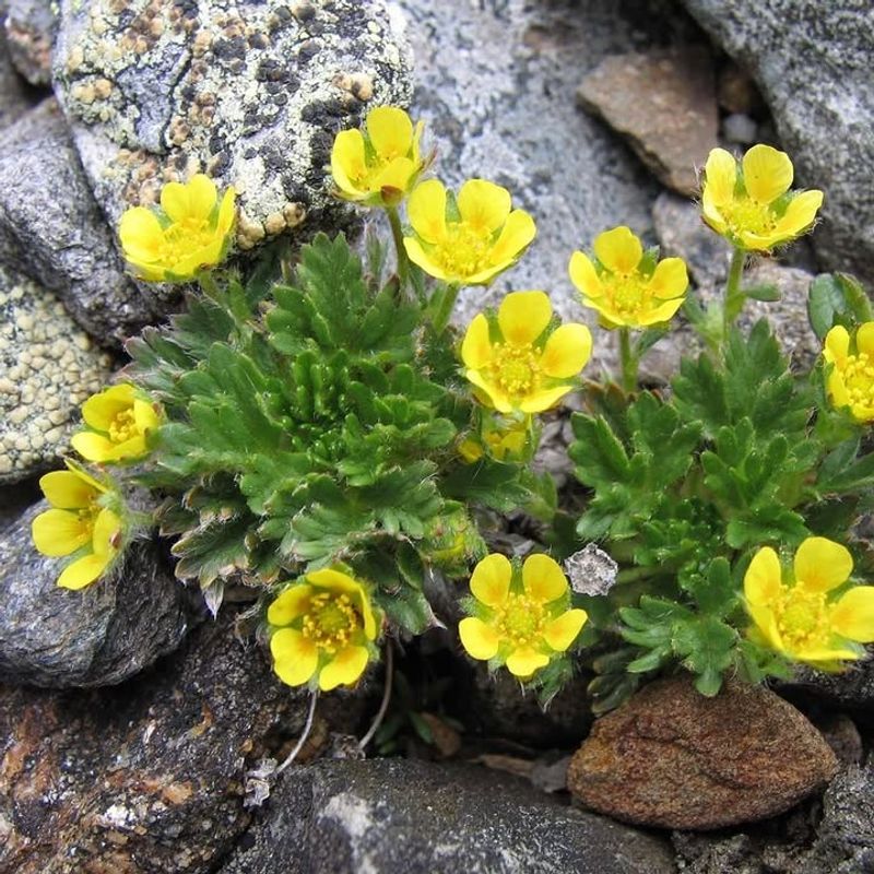 Cinquefoil