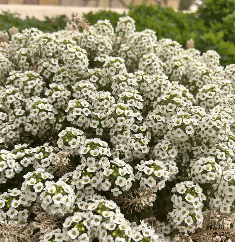 Alyssum