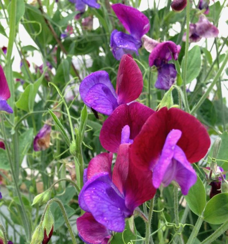 Sweet Peas Climb And Bloom In Cooler Spring Weather