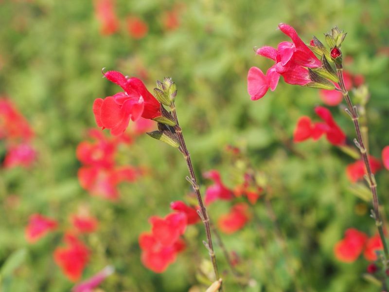 Salvia And Gaillardia To Attract Pollinators