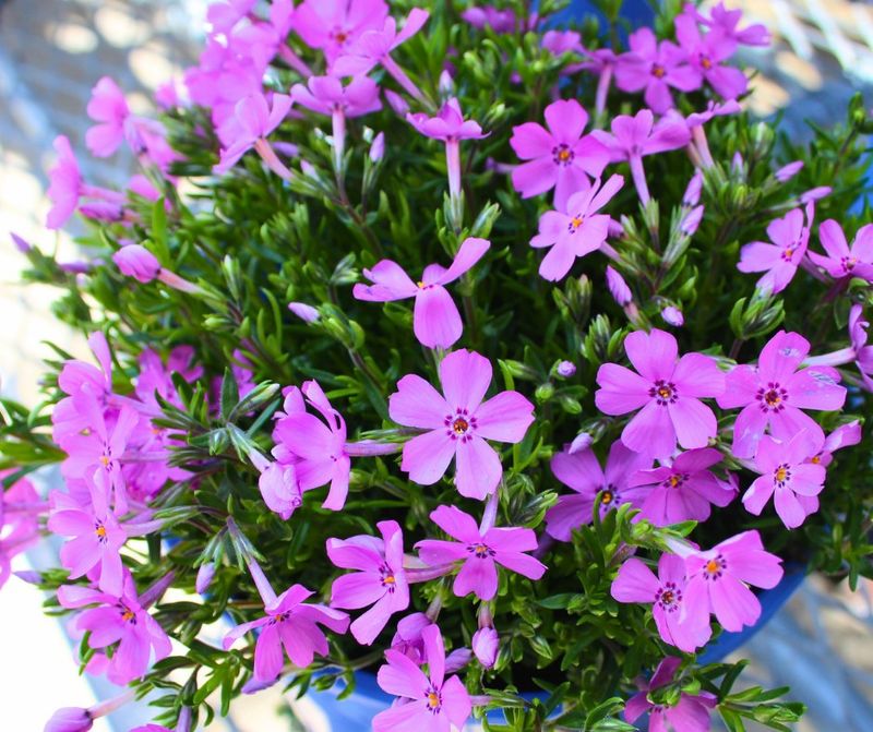 Phlox And Dianthus Bloom Well In Spring Borders
