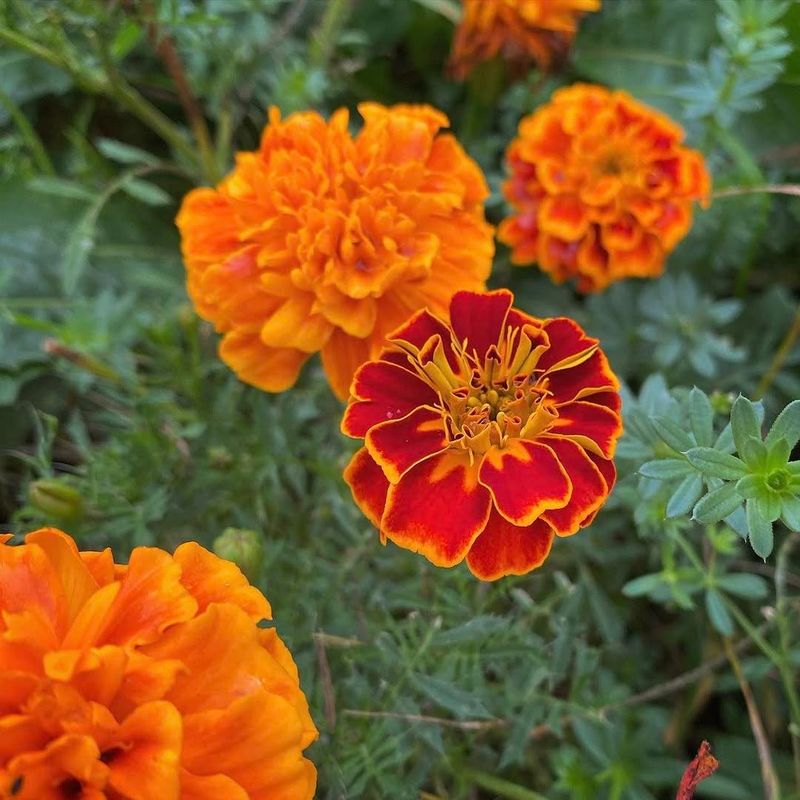 Marigolds And Blue Salvia