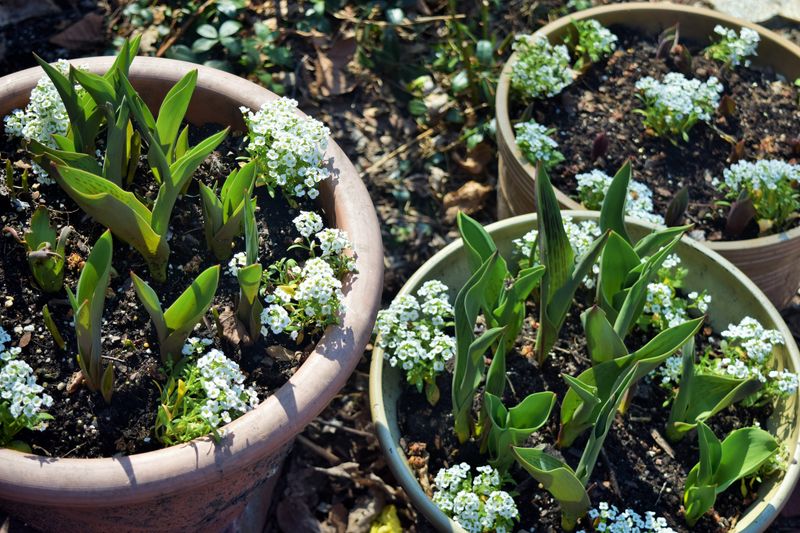 Tulips And Sweet Alyssum Fill The Gaps Beautifully