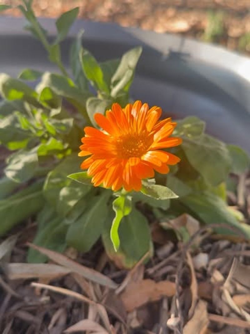 Calendula (Calendula Officinalis)