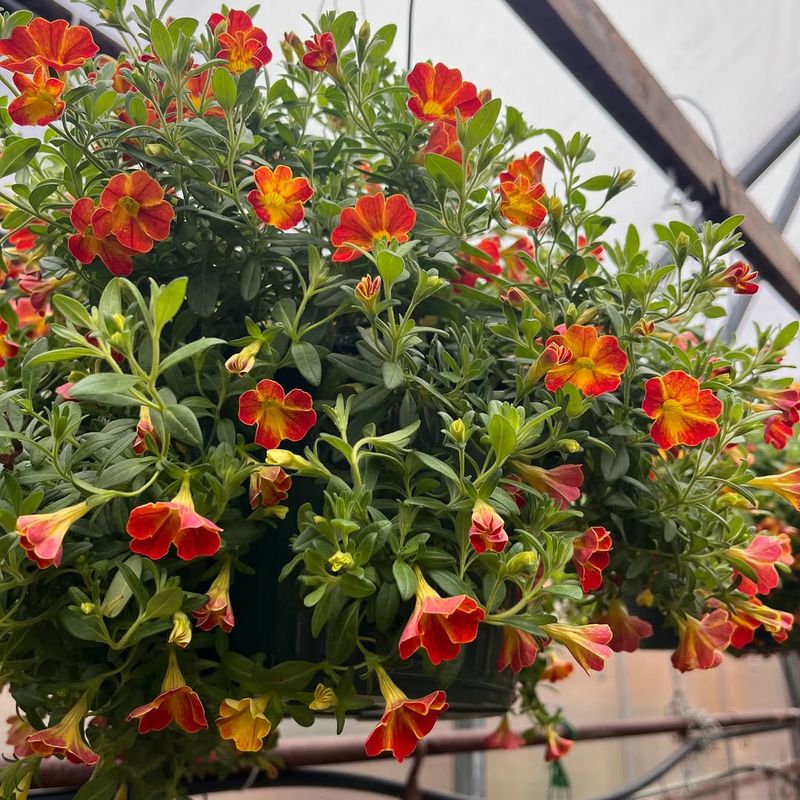 Calibrachoa (Calibrachoa spp.)