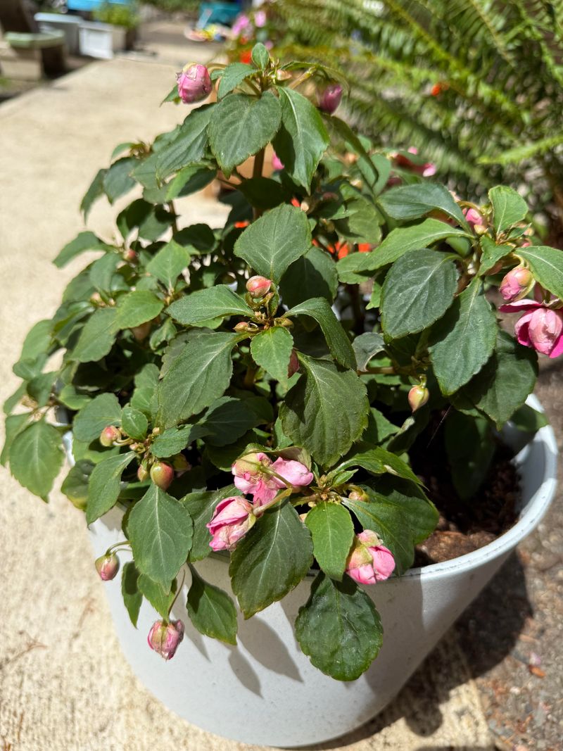 Impatiens Perform Poorly In Intense Sun And Heat