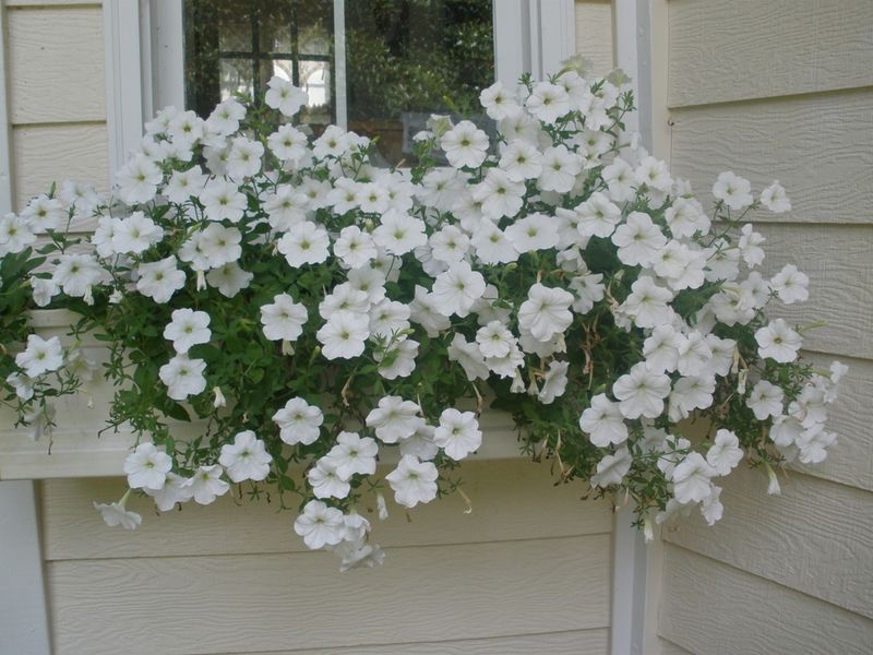 Petunias For Cascading Window Box Charm