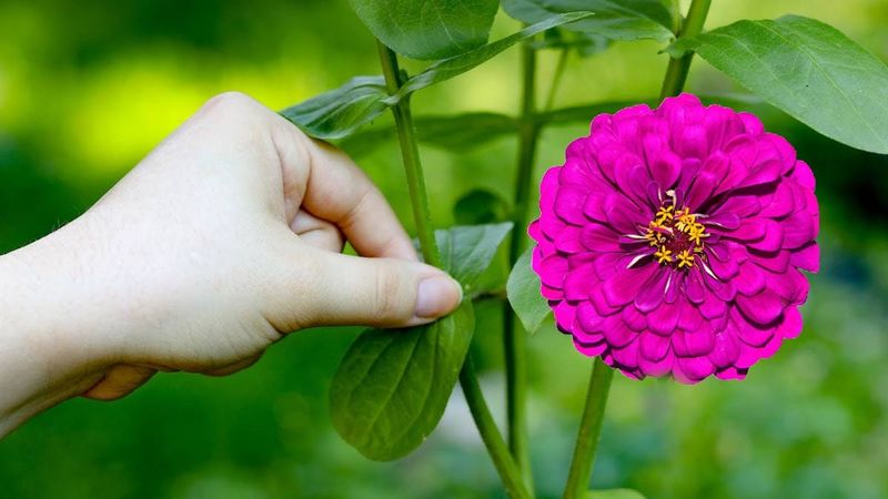 Zinnias Bloom Better With Early Pinching