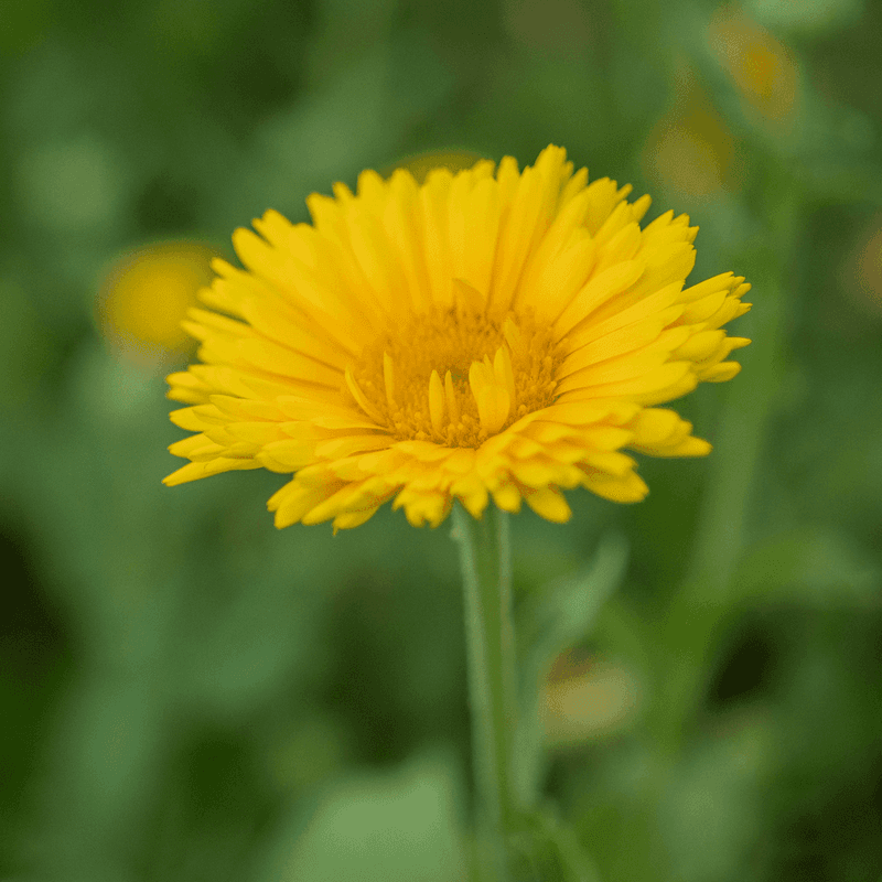 Calendula Adds Color In Unpredictable Weather