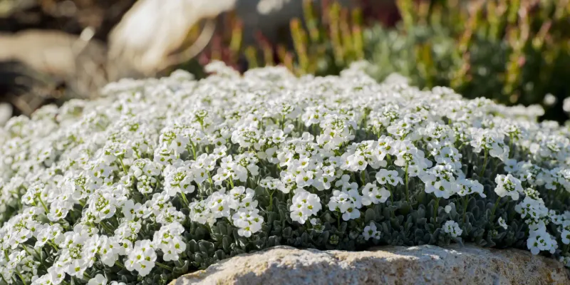 Sweet Alyssum Keeps Going With a Shear