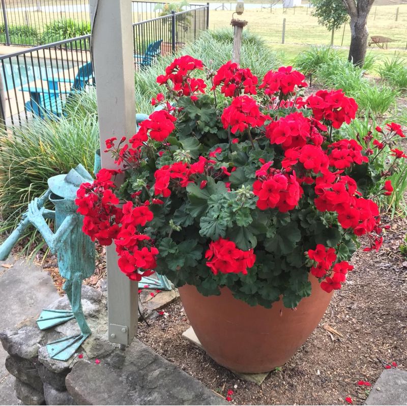Geraniums Adjust Well To Changing Outdoor Conditions