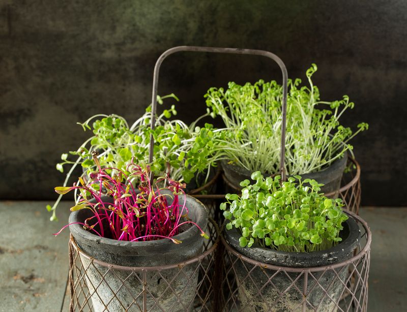 Grow Microgreens When Space Gets Ridiculously Tight