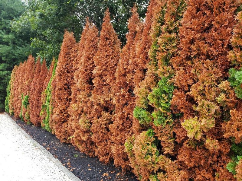 Salt Exposure Slows Spring Green-Up