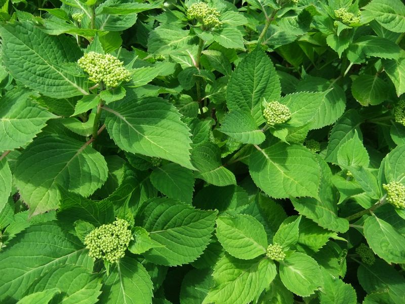New Wood Hydrangeas Are Far Less Affected By Late Frost
