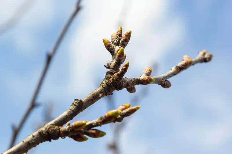 Dormant Buds Can Survive Even When Branches Look Rough