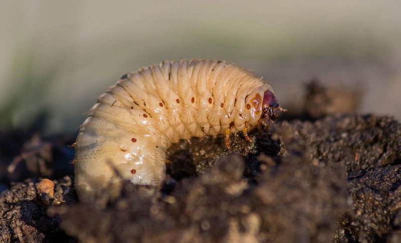 Soil-Dwelling Pests Often Survive Deep Underground
