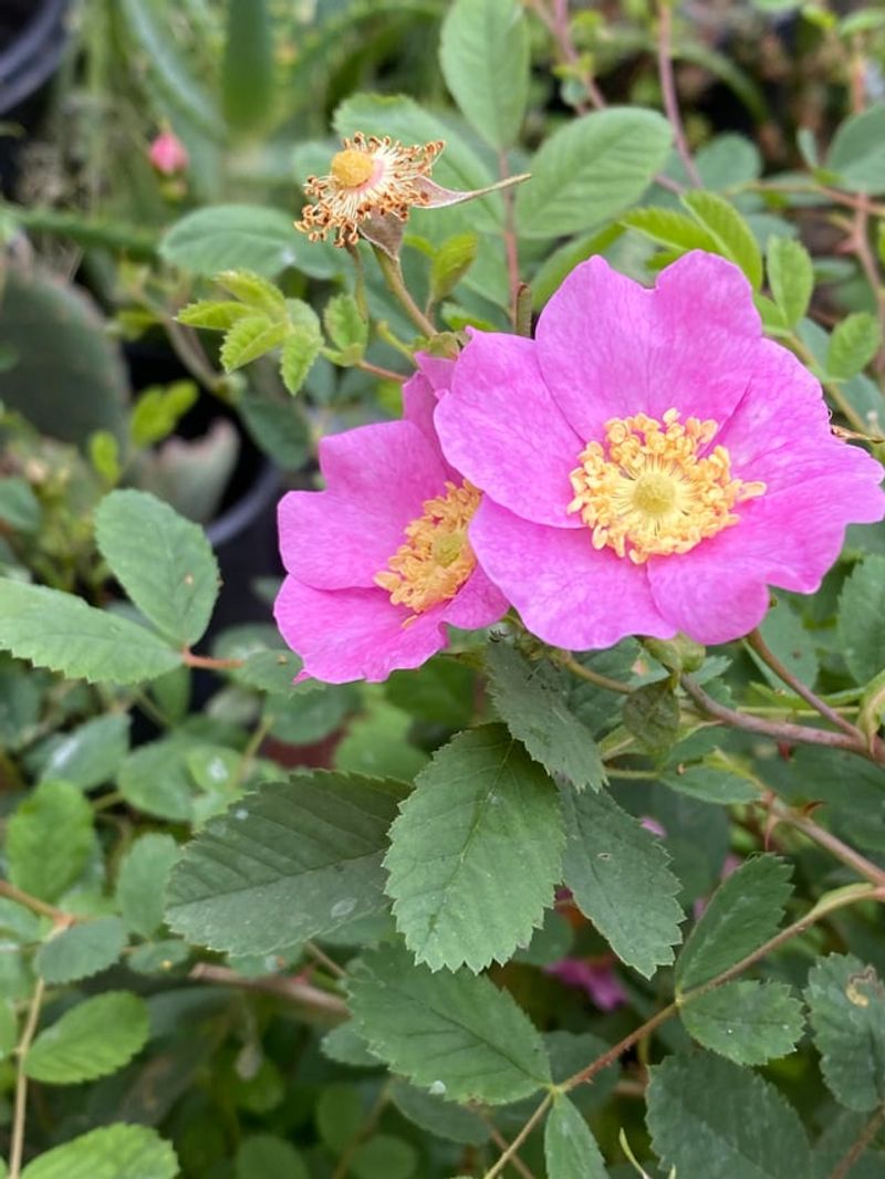 Nootka Rose