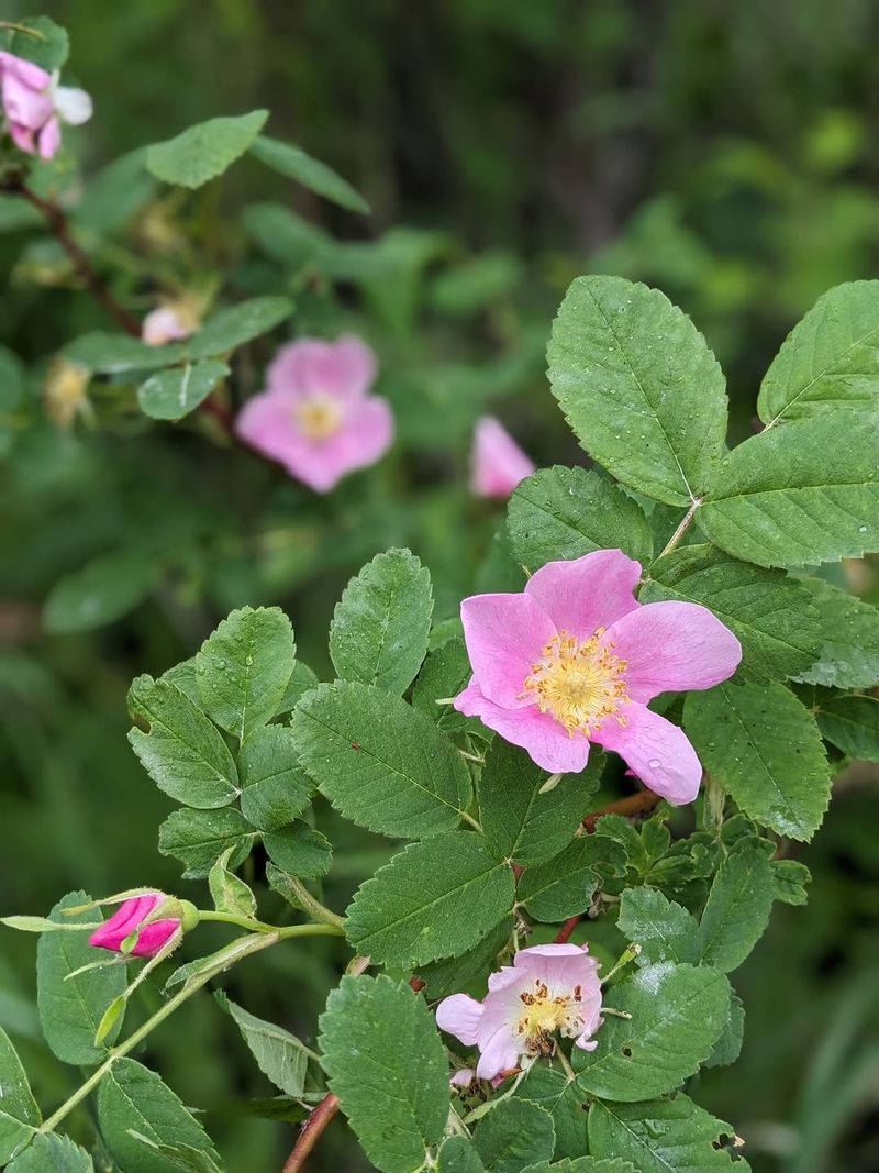 Nootka Rose Creates Thorny Shelter For Nesting Birds