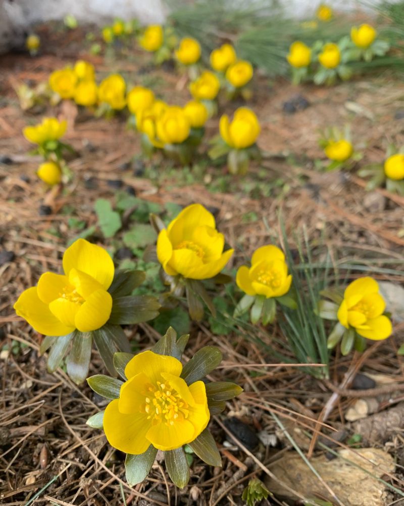 Winter Aconite (Eranthis hyemalis)
