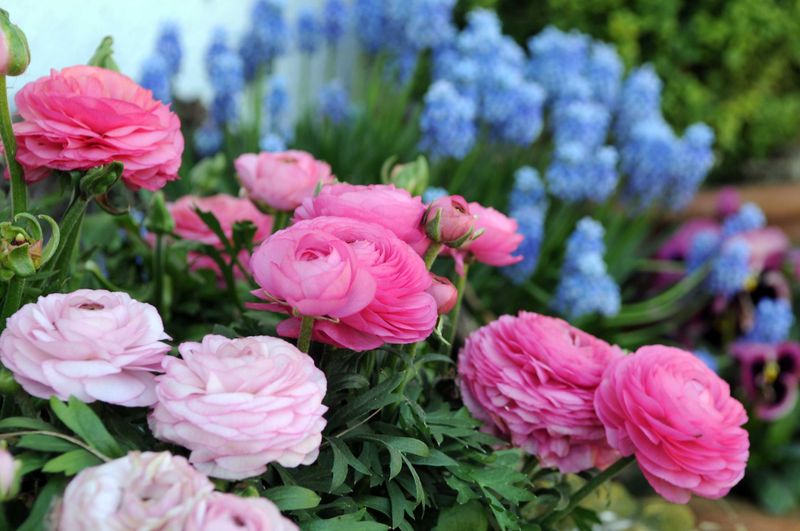Consistent Moisture Helps Ranunculus Establish Without Stress