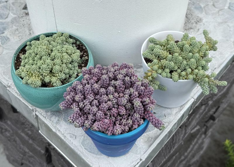 Sedum Or Stonecrop Thriving In Tough, Dry Corners