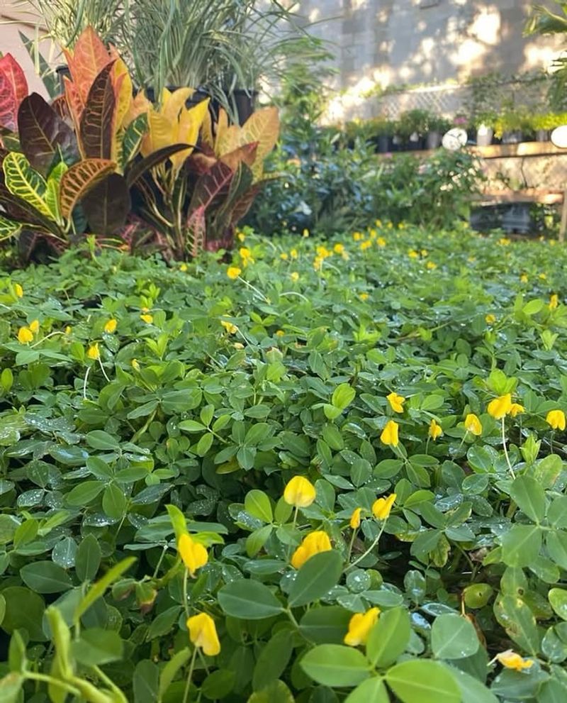 Perennial Peanut Creates A Rich Look Close To The Ground
