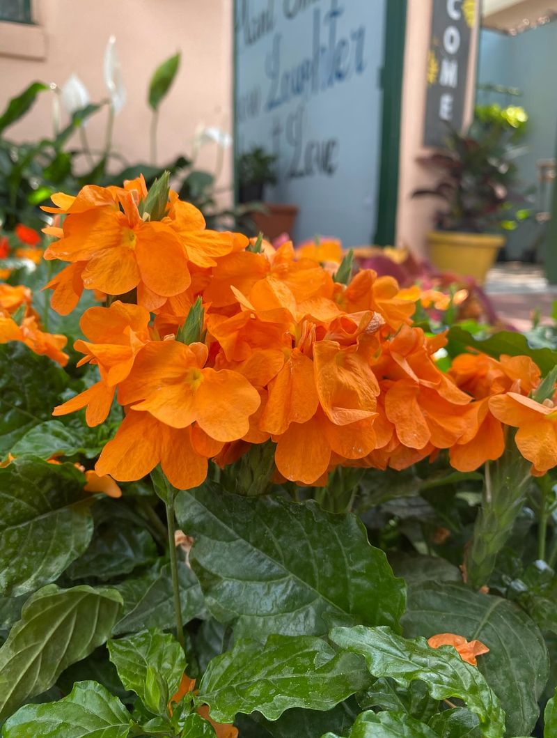 Crossandra Makes Shady Florida Pots Feel Tropical