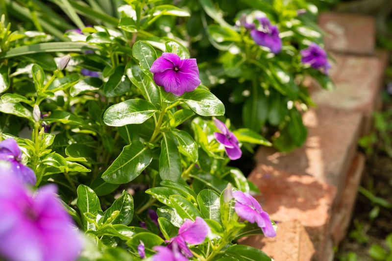 Vinca Fills Space But Brings Disease Risks