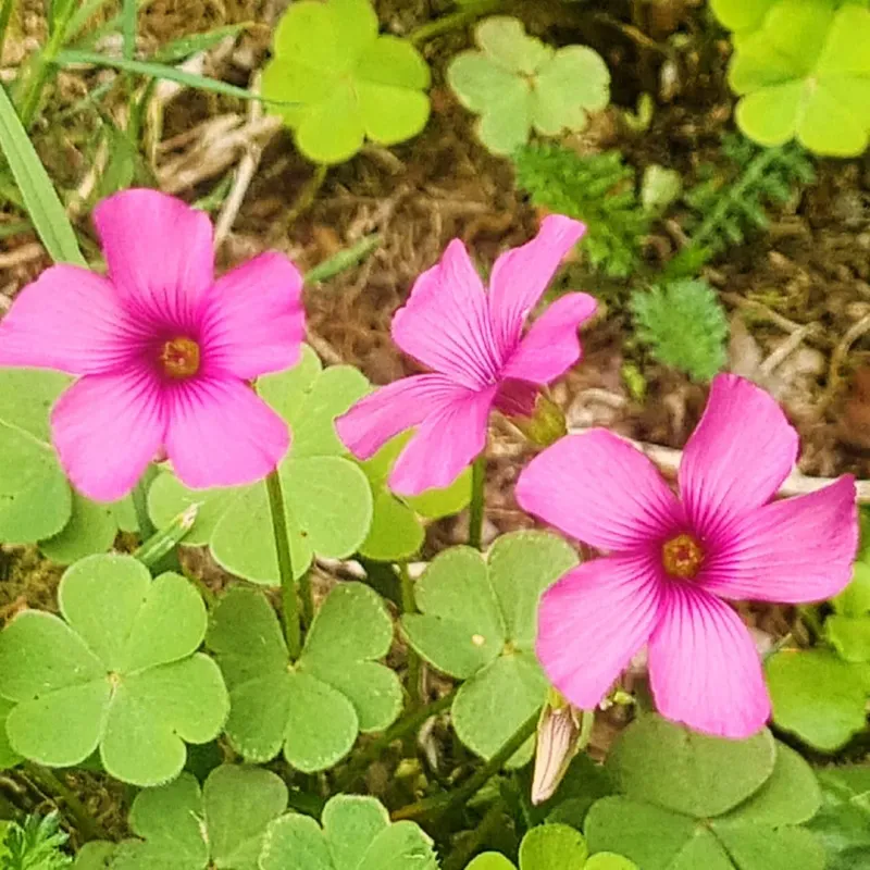 Oxalis Adapts Well To Warm Conditions And Seasonal Moisture