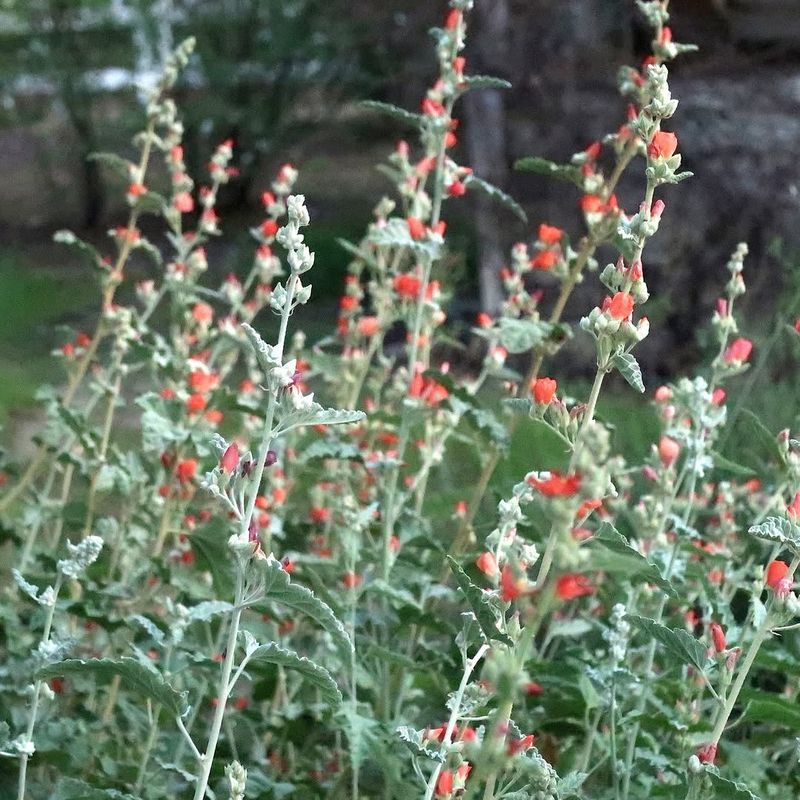 Natural Shape Fits Easily Along Walkways And Entry Paths