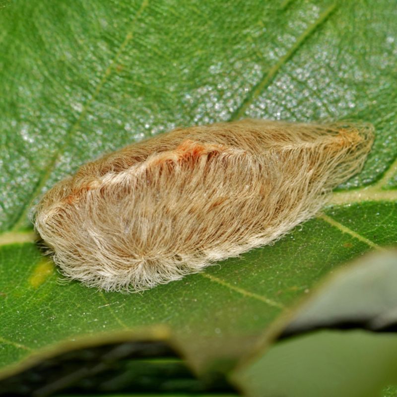 Even Light Contact Can Trigger Burning Sensations