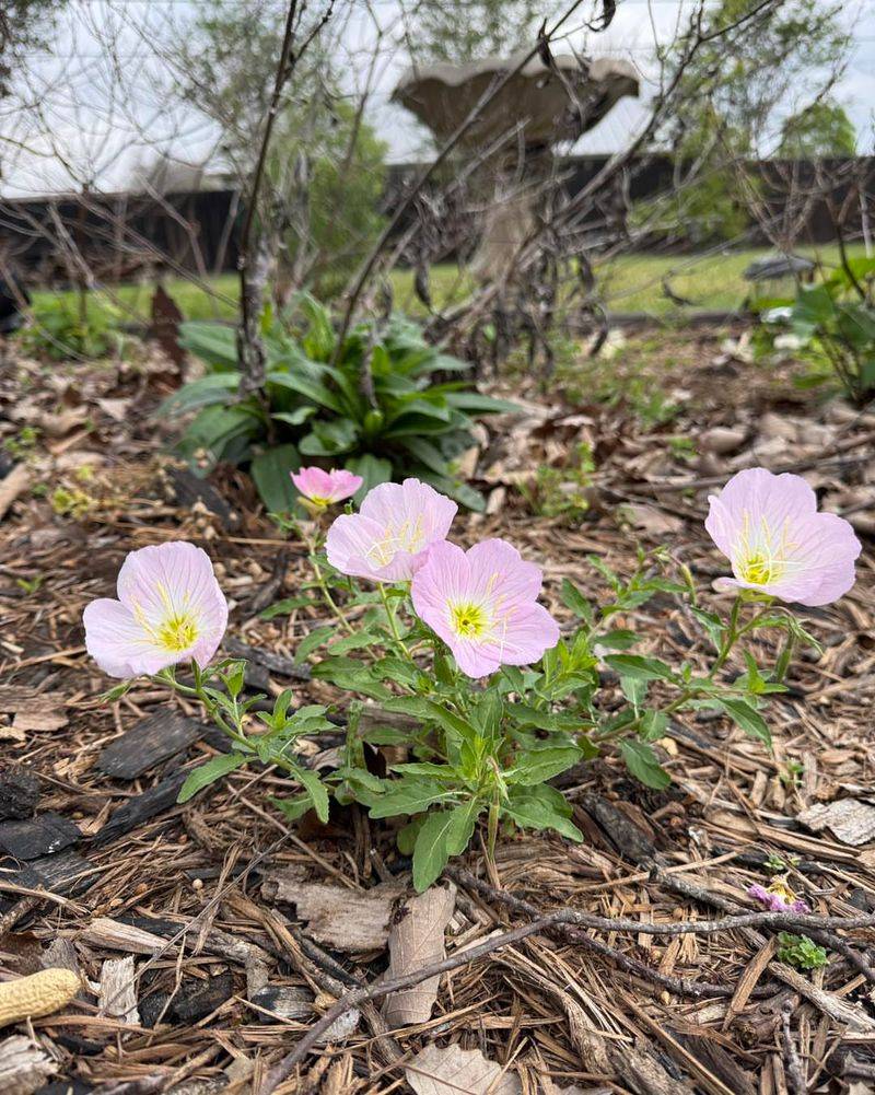 Easy And Low Maintenance Growth