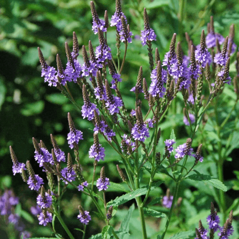 Blue Vervain Adds Height And Activity Around Sunny Beds