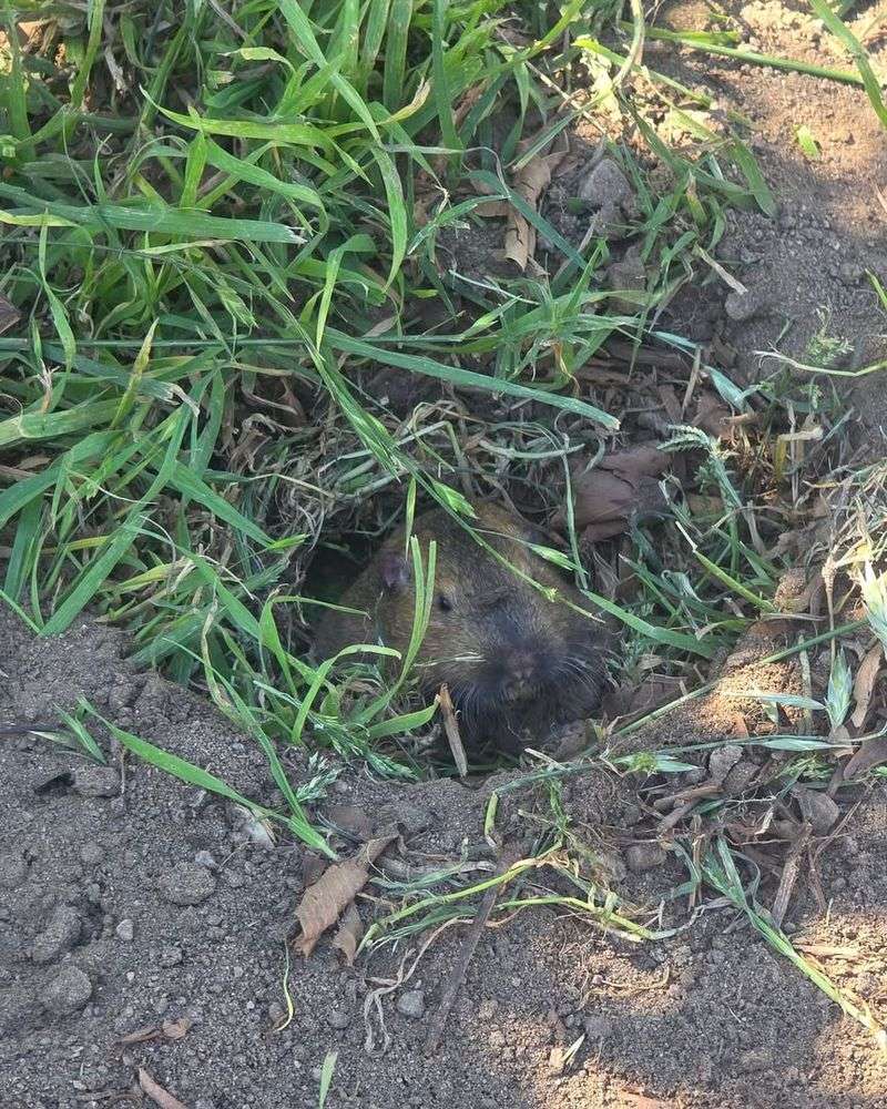 Fresh Plant Growth Provides More Food