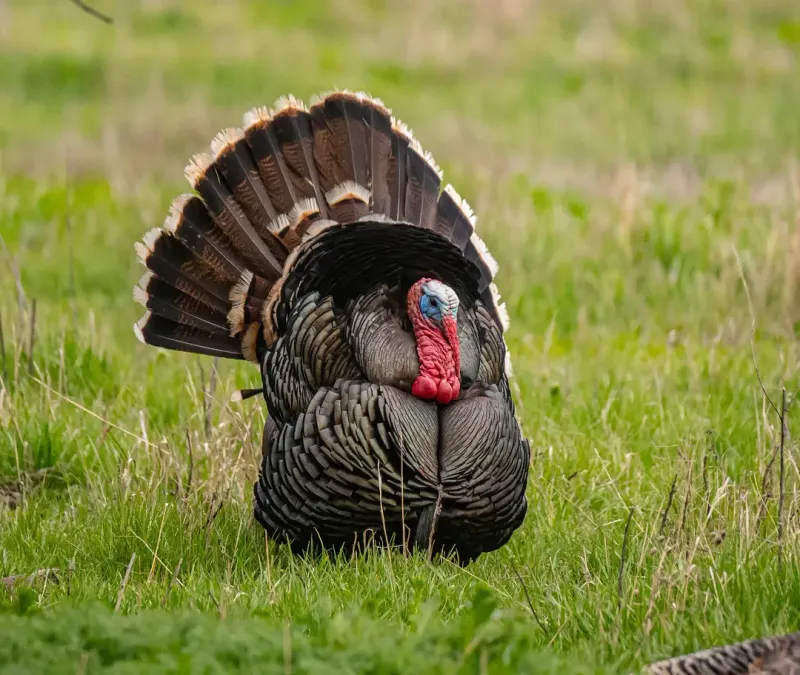 Natural Spring Feeding Behavior