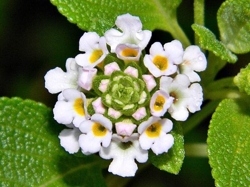 Handles Florida Heat And Humidity Without Struggle