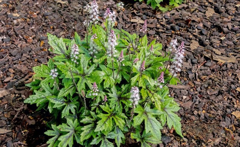 Fill Woodland Edges With Foamflower