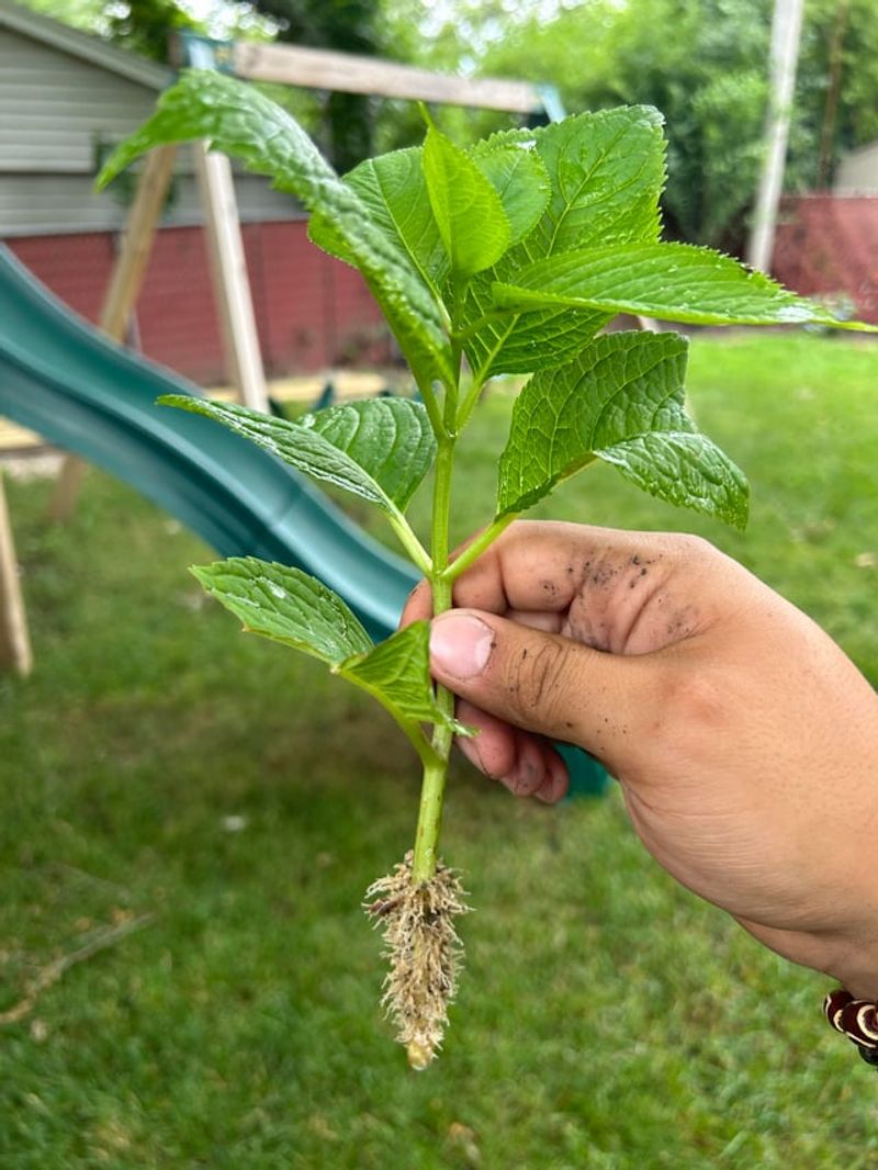 Take Cuttings From Fresh Spring Growth Before Stems Harden
