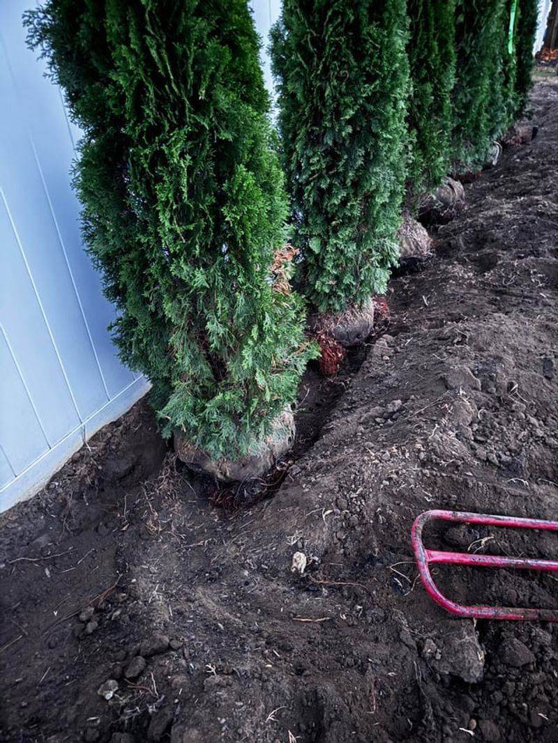 Improper Planting Depth Affects Long Term Health