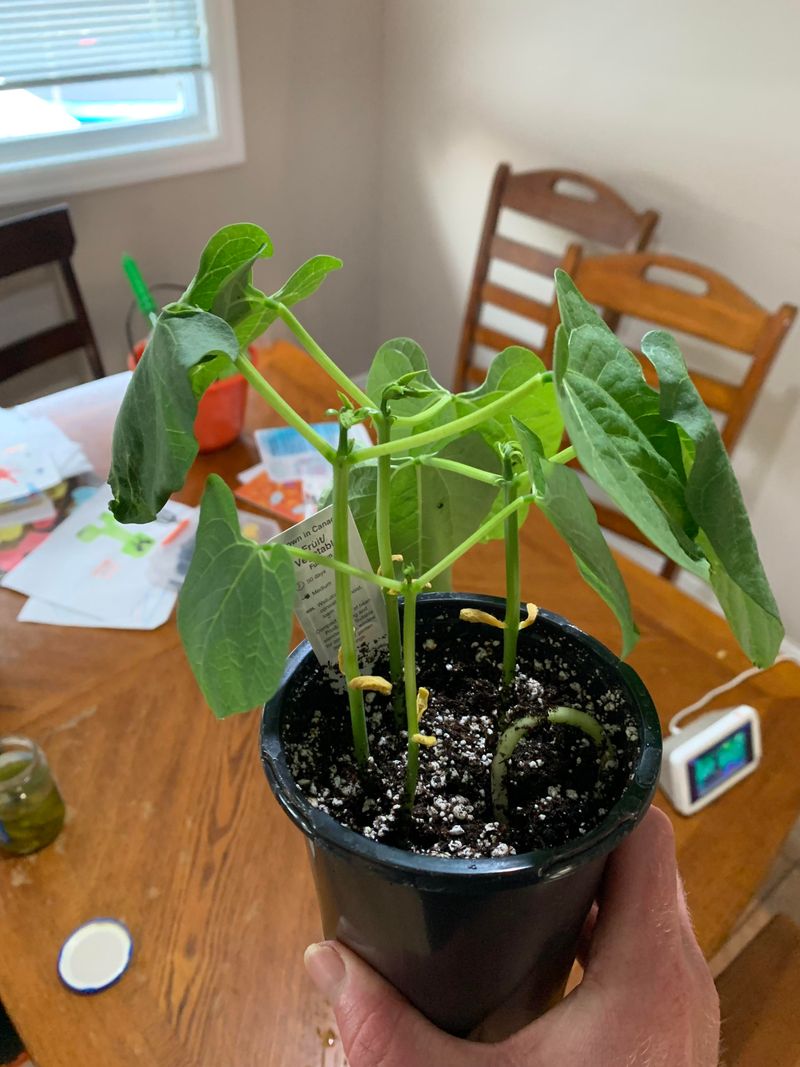 Early Planting Increases Exposure To Seedling Diseases