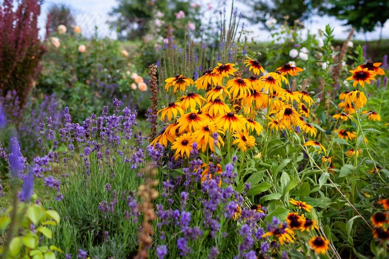 The Best Strategy Is To Let Them Reseed Naturally Each Year