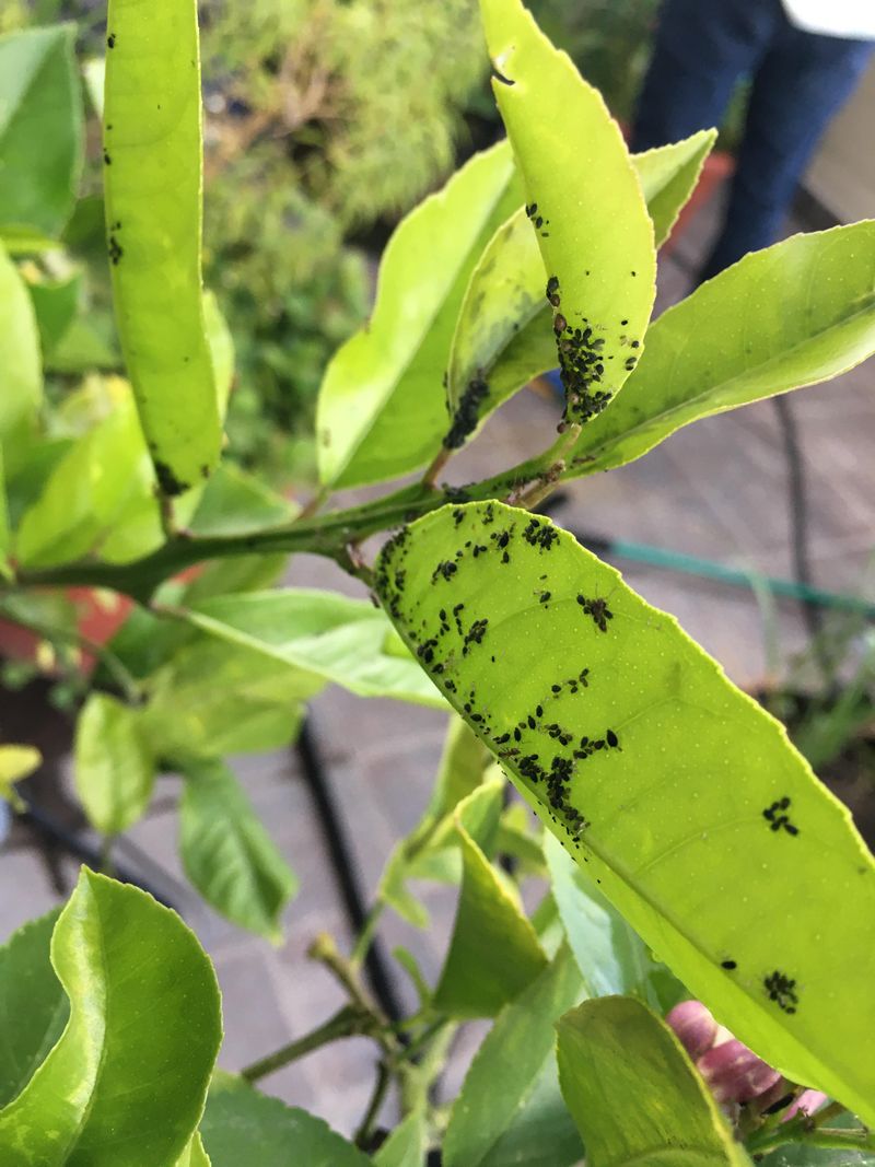 Pests Suddenly Start Taking Over