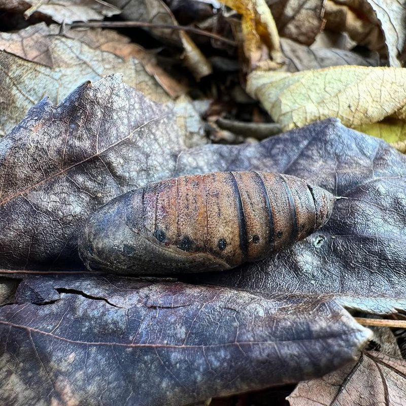 Eggs And Pupae Are More Cold-Tolerant Than Adults