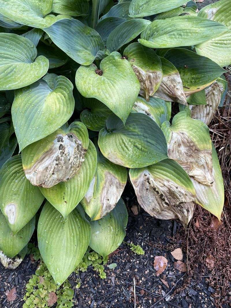 Too Much Sun Can Stress Hostas In Summer